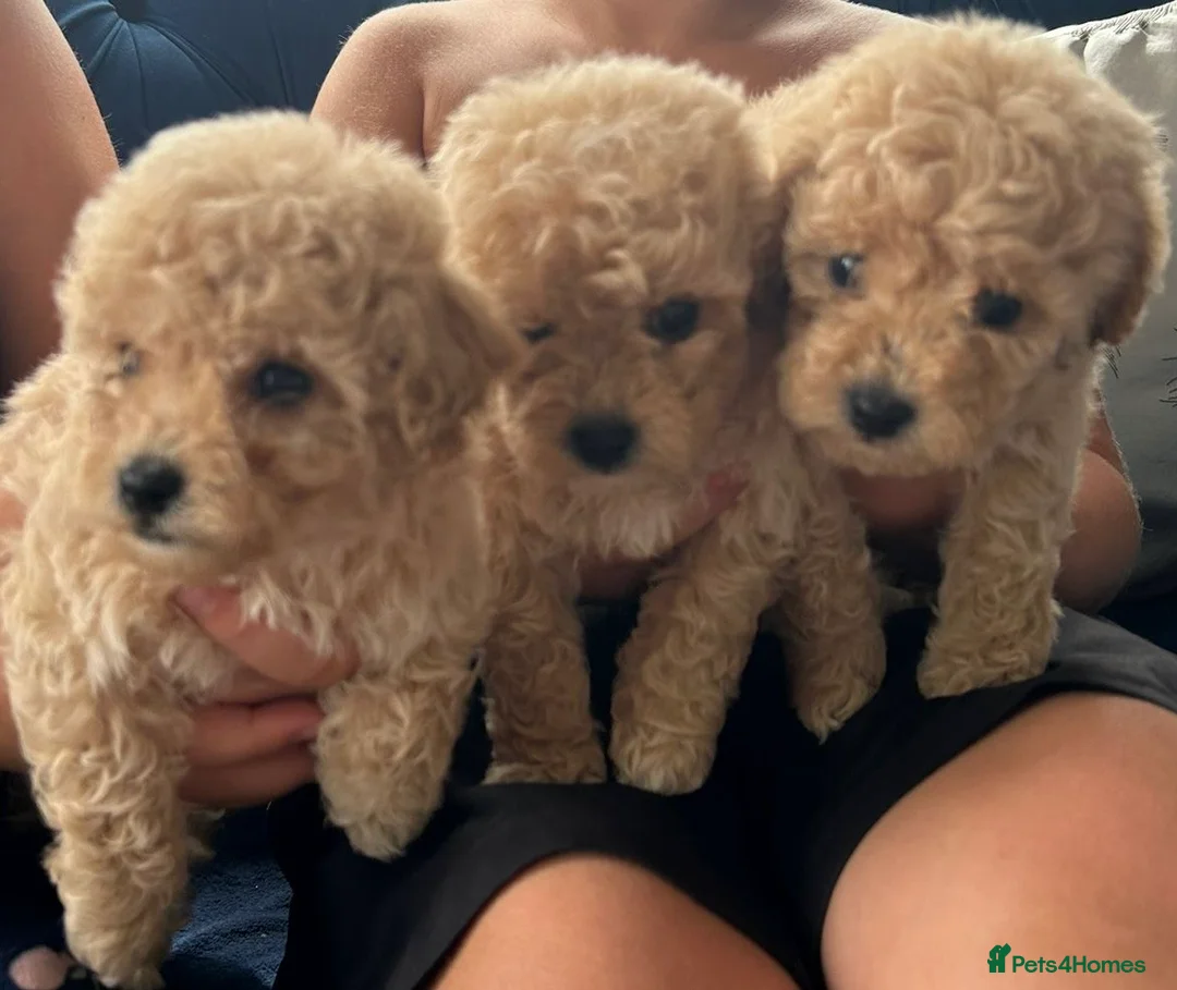 Bichon Frise dogs for stud: kc registered bichon frise for stud in Southampton - Advert 10