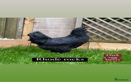 Chickens poultry for sale: Hybrid hens at point of lay  - Advert 9