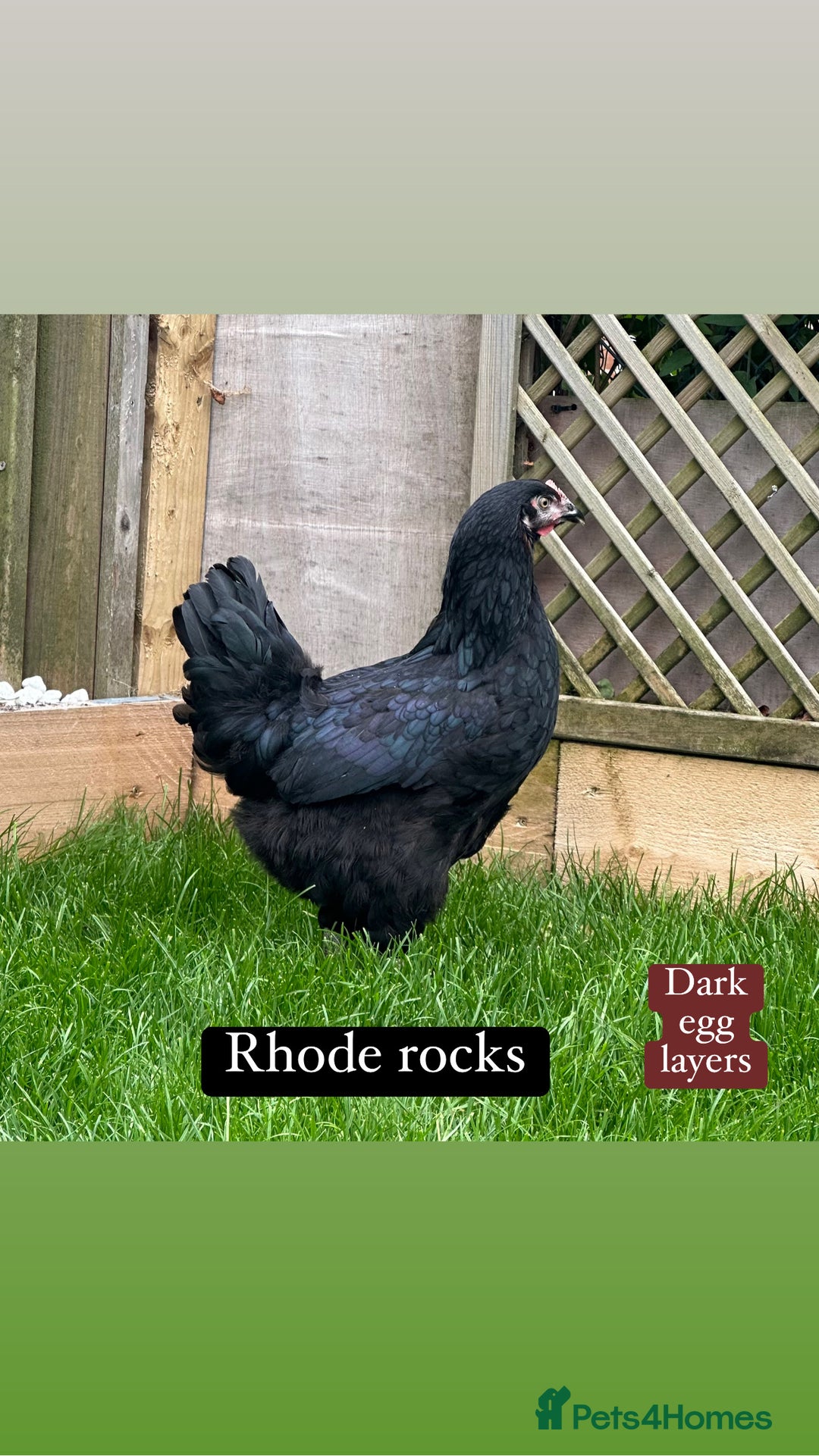 Chickens poultry for sale: Hybrid hens at point of lay  - Advert 9