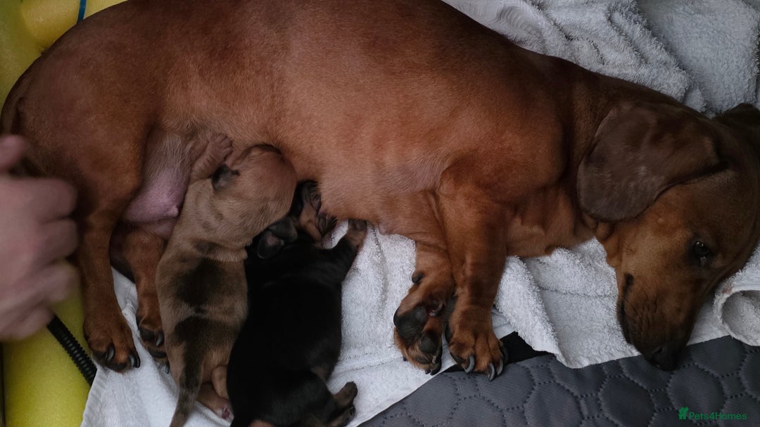 Miniature Dachshund dogs for sale: Beautiful Dachshund Girl - Ready in 2 weeks - Advert 1