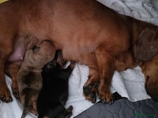 Miniature Dachshund dogs Beautiful Dachshund Girl - Advert 1