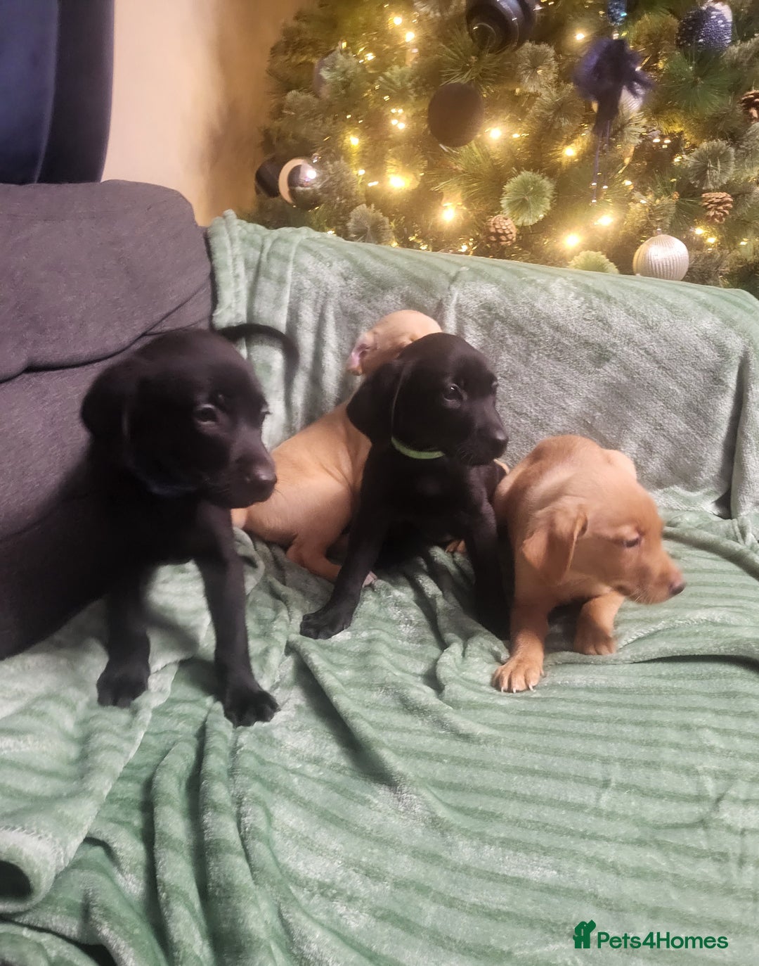 Labrador Retriever dogs for sale: KC registered labrador puppies - Advert 2