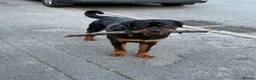 Rottweiler dogs for sale: Beautiful Rottweiler needing the right home ❤️ - Advert 5