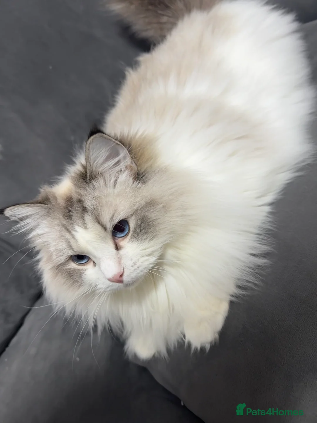 Ragdoll cats for sale: Retired Queen looking for new home - Advert 3
