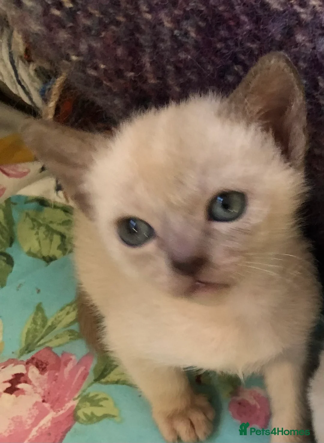 Burmese cats for sale: Loving confident Burmese kittens - Advert 2