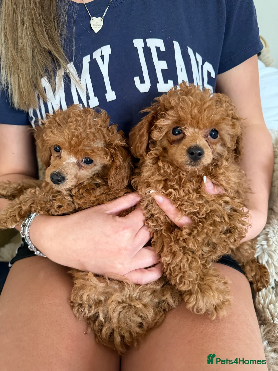Toy Poodle dogs for sale: Outstanding KC reg Red Toy Poodles  - Advert 10