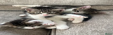 Domestic Shorthair 2