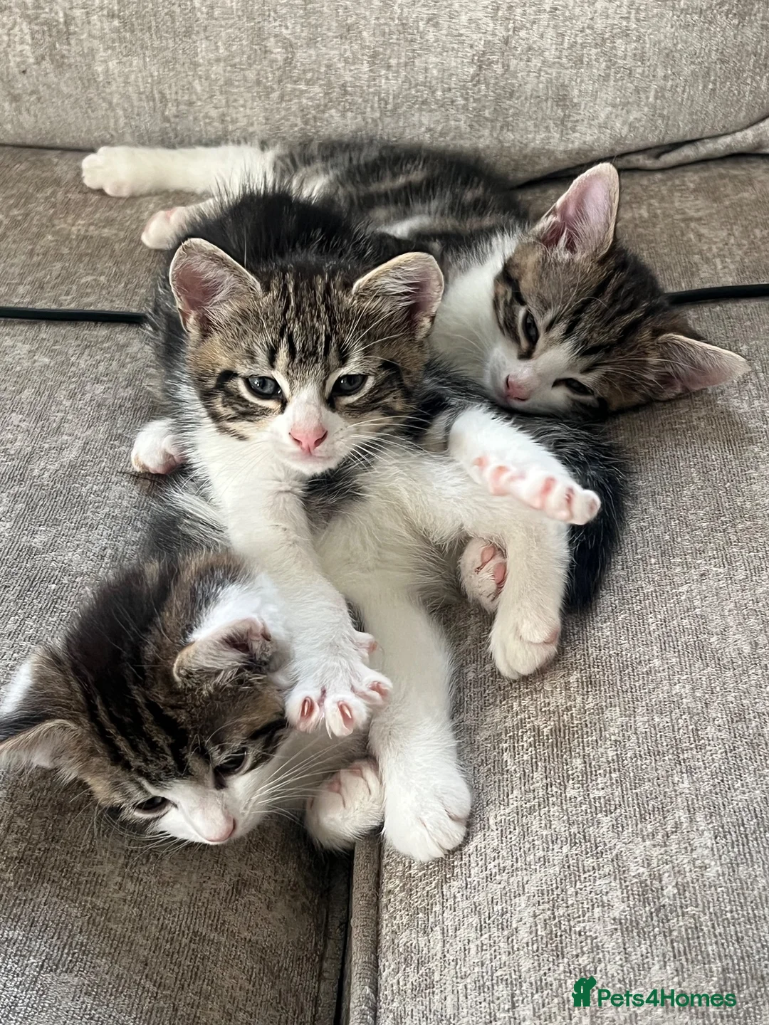 Domestic Shorthair cats for sale: Domestic shorthair tabby kittens  - Advert 2