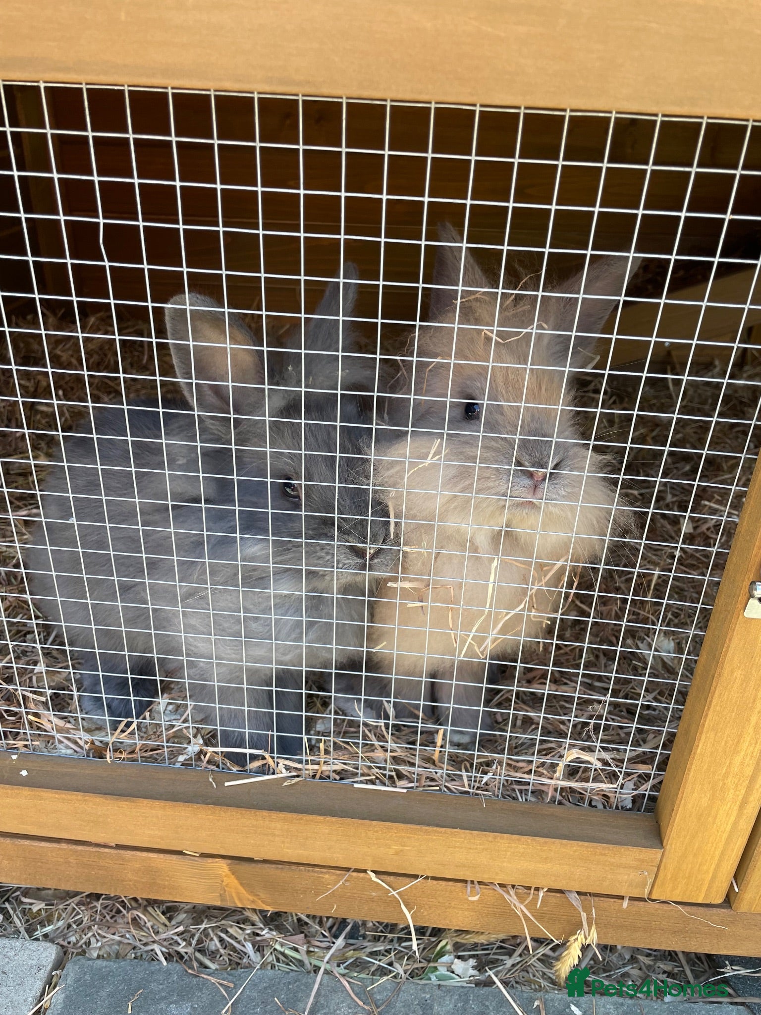 Lionhead rabbits Lion lop female  - Advert 8