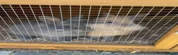 Lionhead rabbits for sale: Lion lop female  in Welwyn Garden City - Advert 1