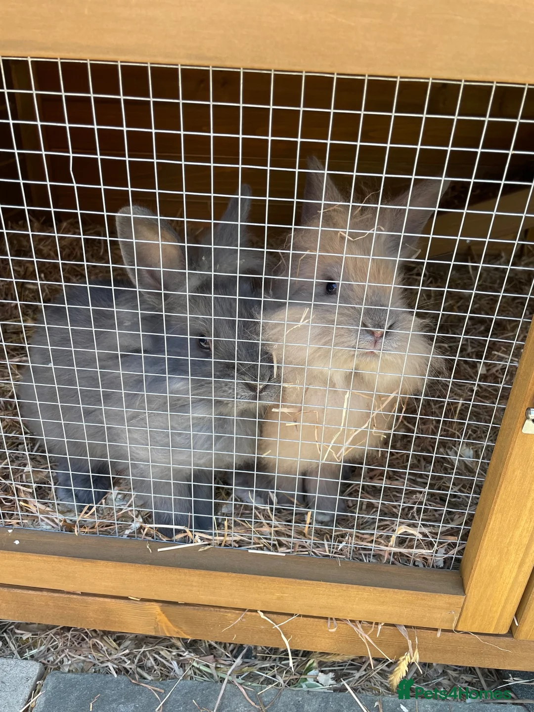 Lionhead rabbits for sale: Lion lop female  in Welwyn Garden City - Advert 1