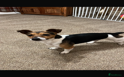 Jack Russell dogs for sale: Miniature Jack russel  - Advert 8