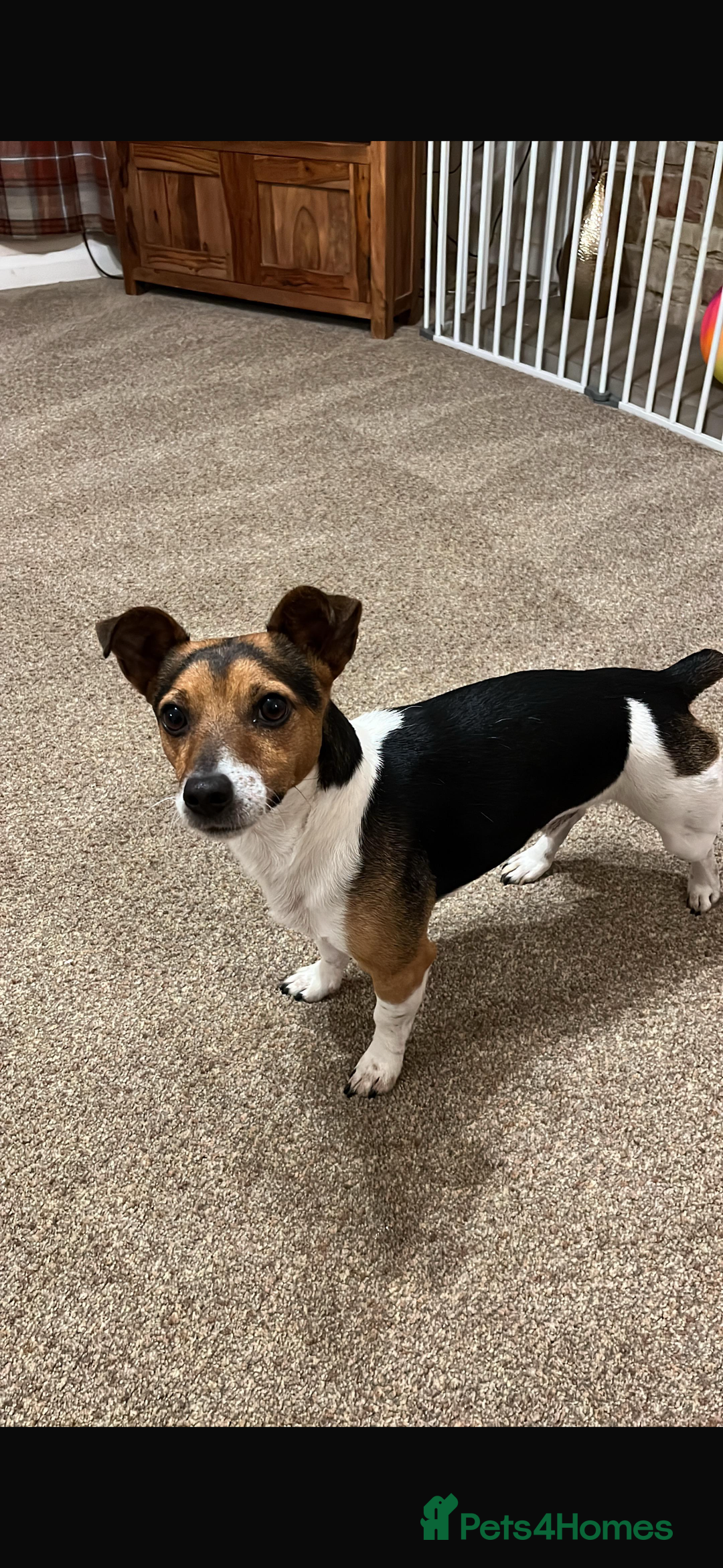 Jack Russell dogs for sale: Miniature Jack russel  - Advert 8