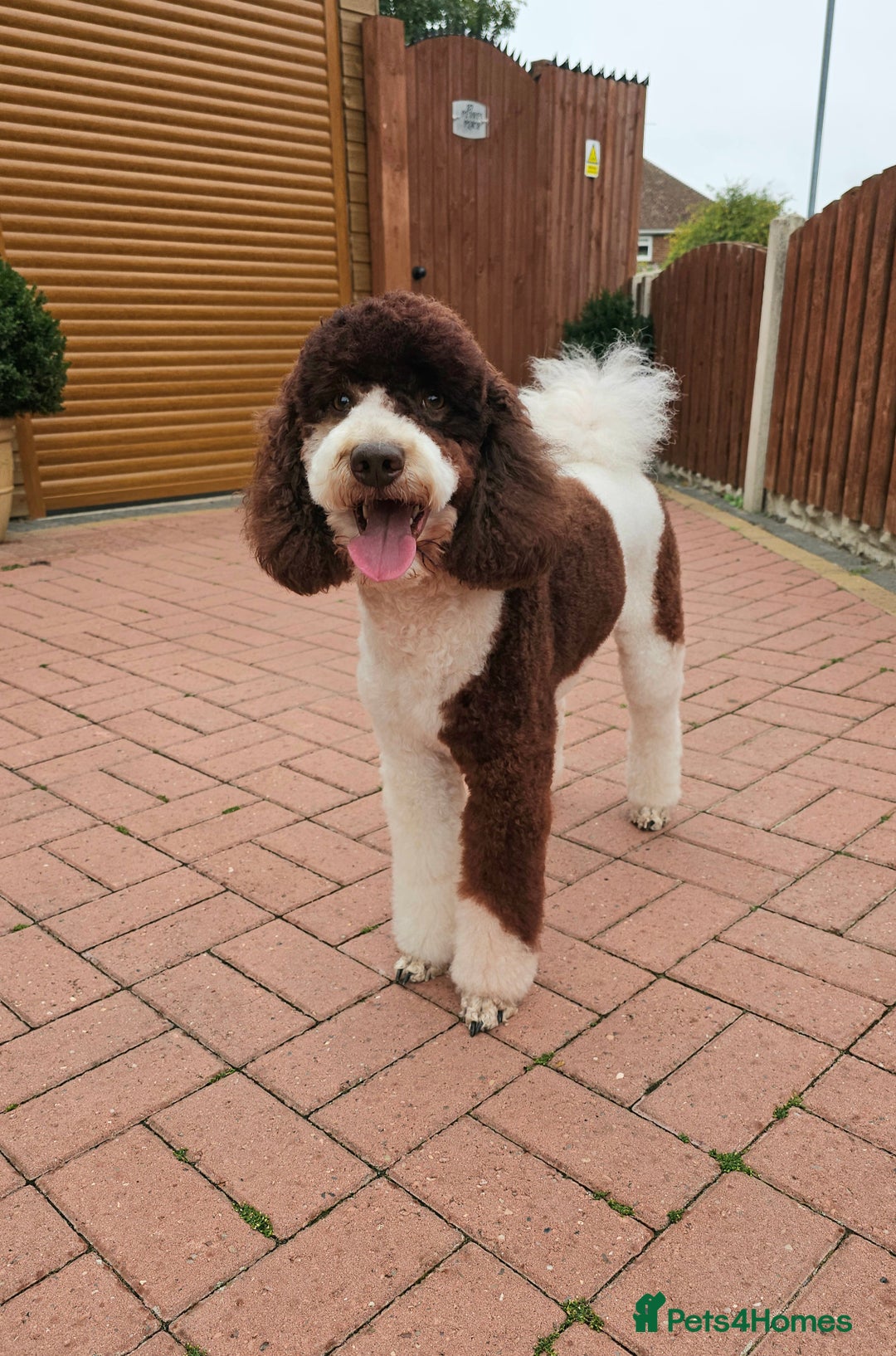 Goldendoodle dogs for stud: FULLY HEALTH TESTED! MOYEN POODLE STUD! in Kettering - Image 24