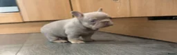 French Bulldog dogs for sale: Exotic French Bulldog Puppies  - Advert 11