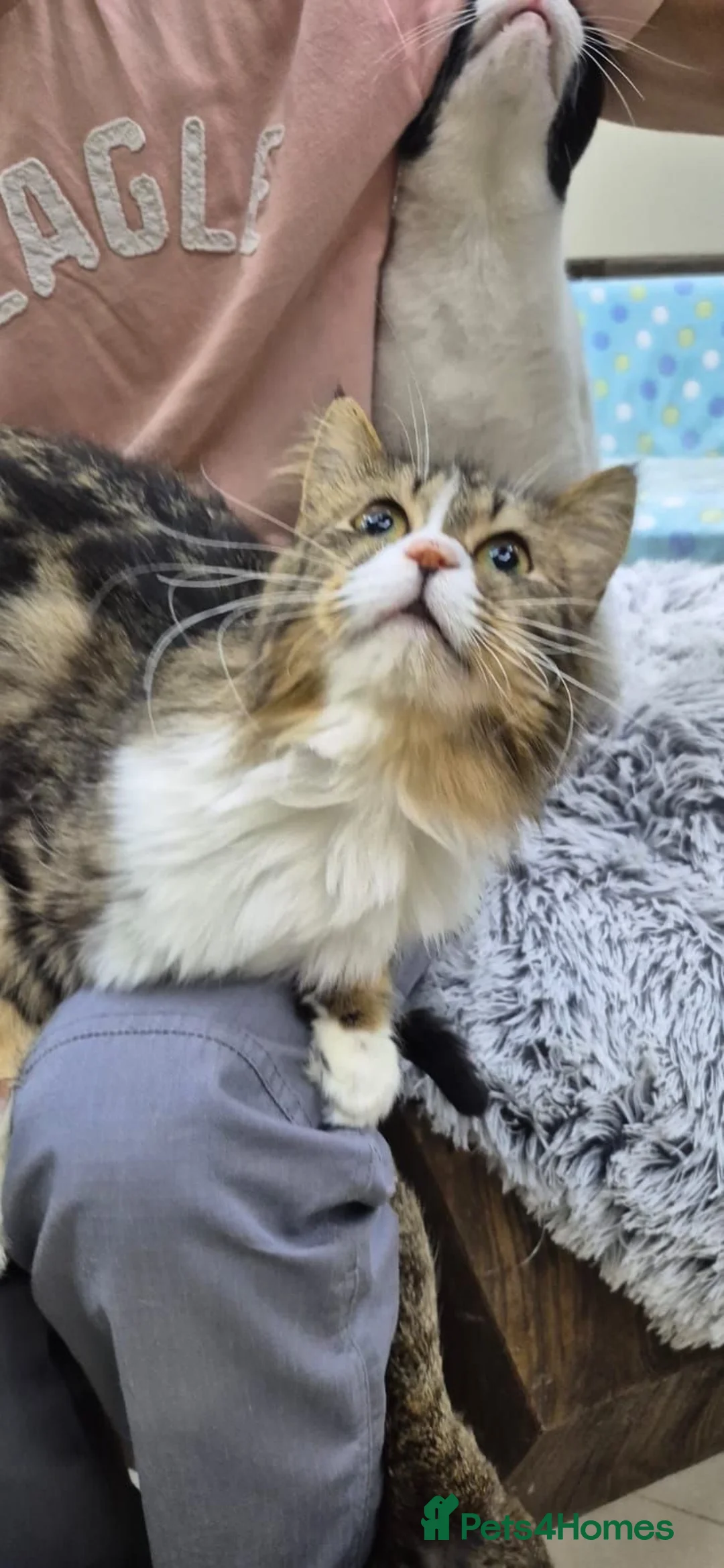 Mixed Breed cats for adoption: Forest  - Advert 2