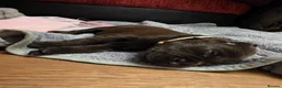 Labradoodle dogs for sale: Beautiful Labrador × Labradoodle Puppies  in Alfreton - Advert 9