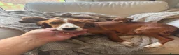 Cocker Spaniel dogs for sale: Working cocker spaniels  - Advert 1
