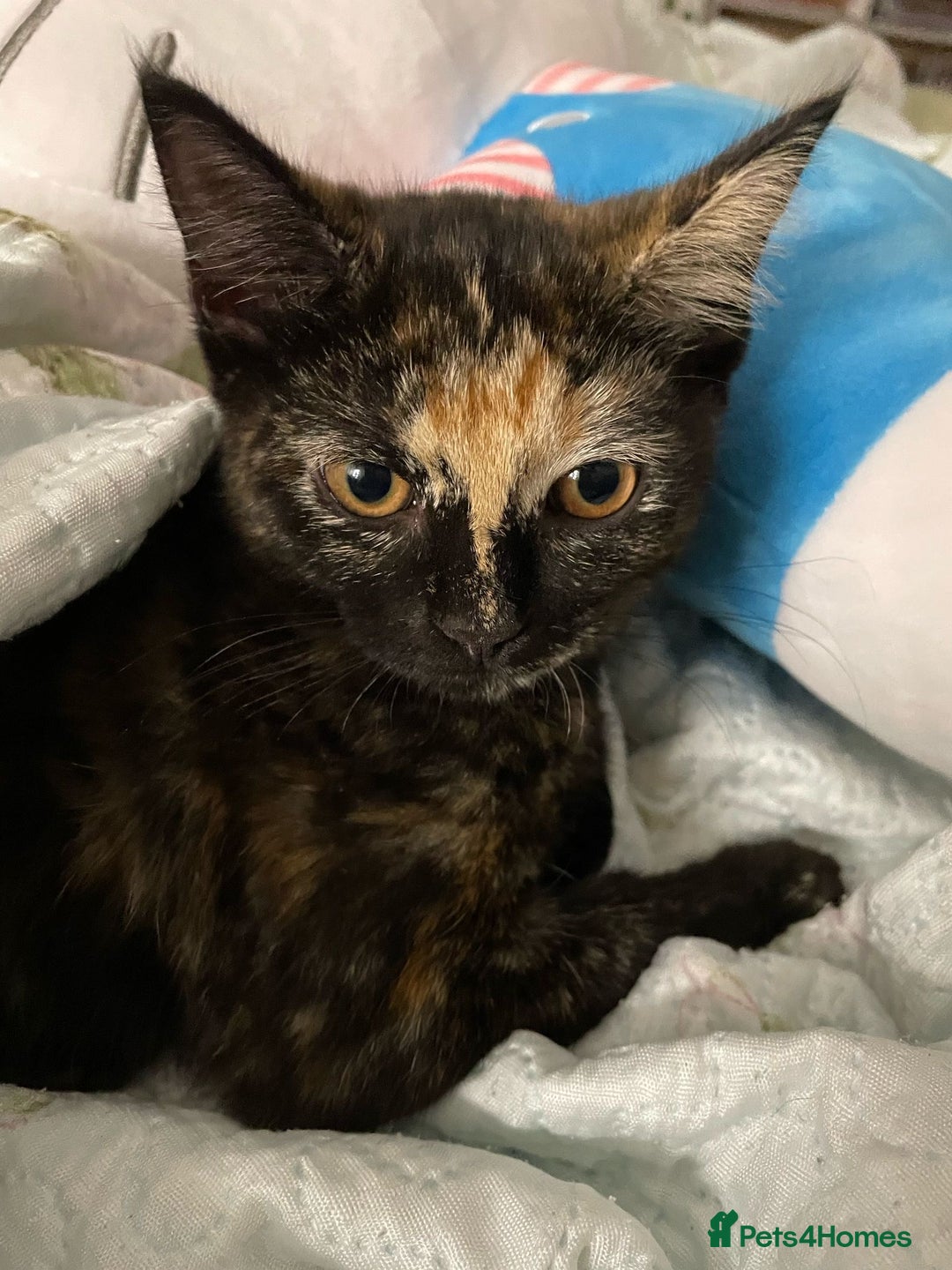 Aegean cats for sale: Kittens for sale. - Image 3