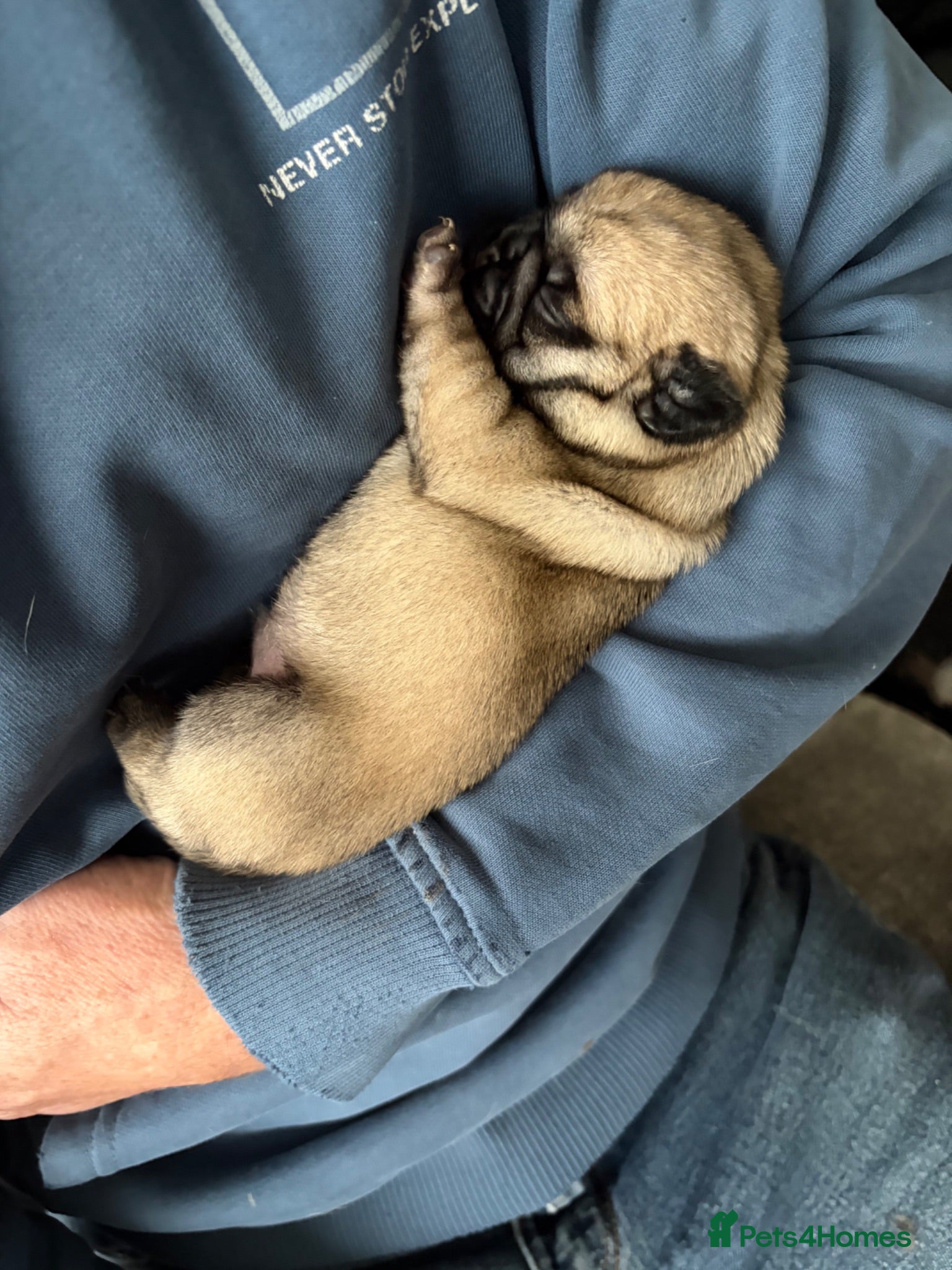 Pug dogs One male pugs still available  - Advert 6