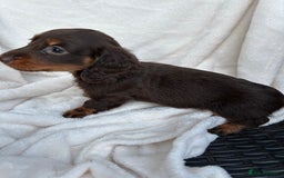 Dachshund dogs for sale: Miniature dashhounds  - Image 10