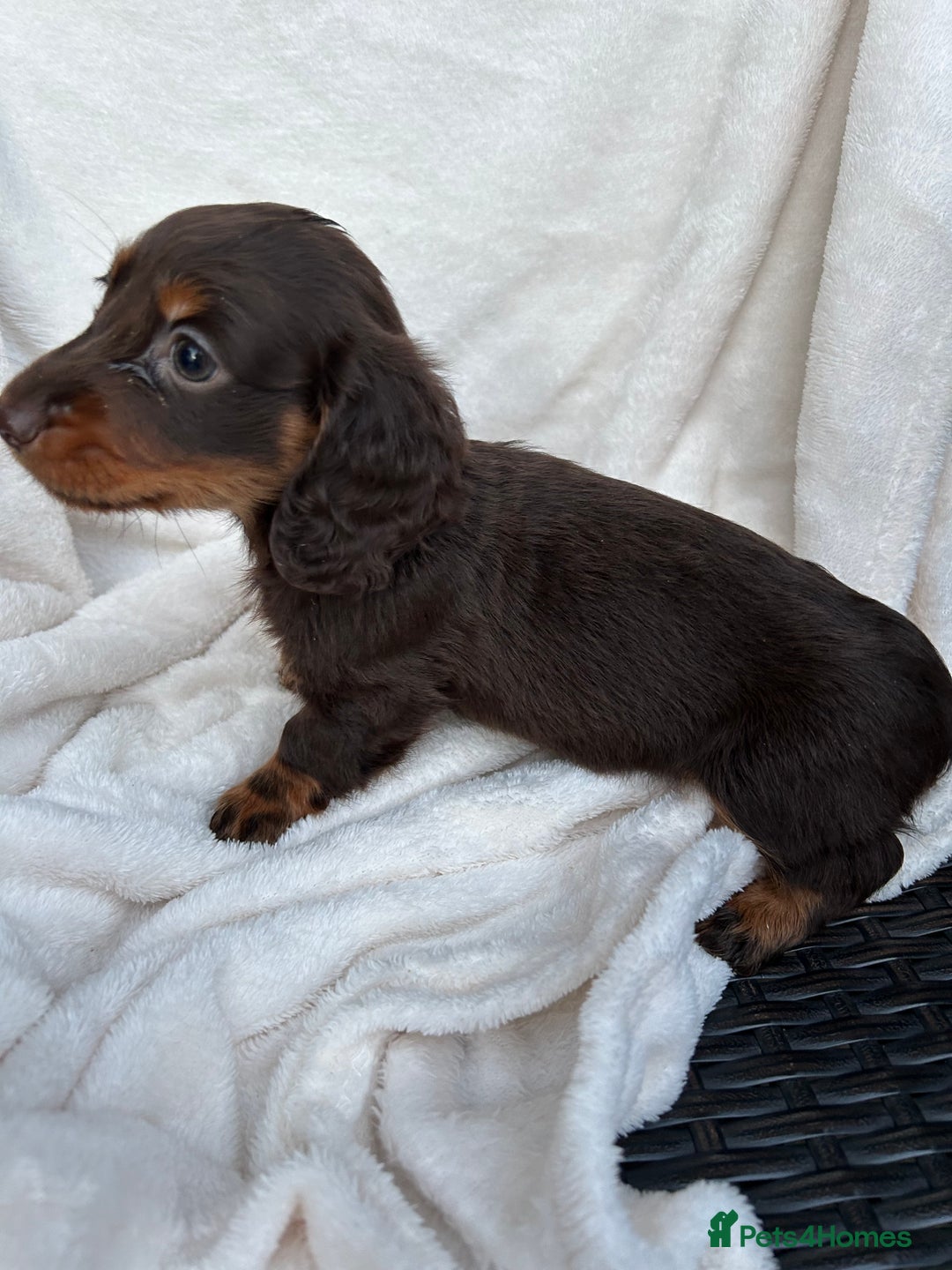 Dachshund dogs for sale: Miniature dashhounds  - Image 10