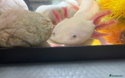 Axolotl reptiles for sale: 3 year old Axolotl with FULL SET UP  - Image 2