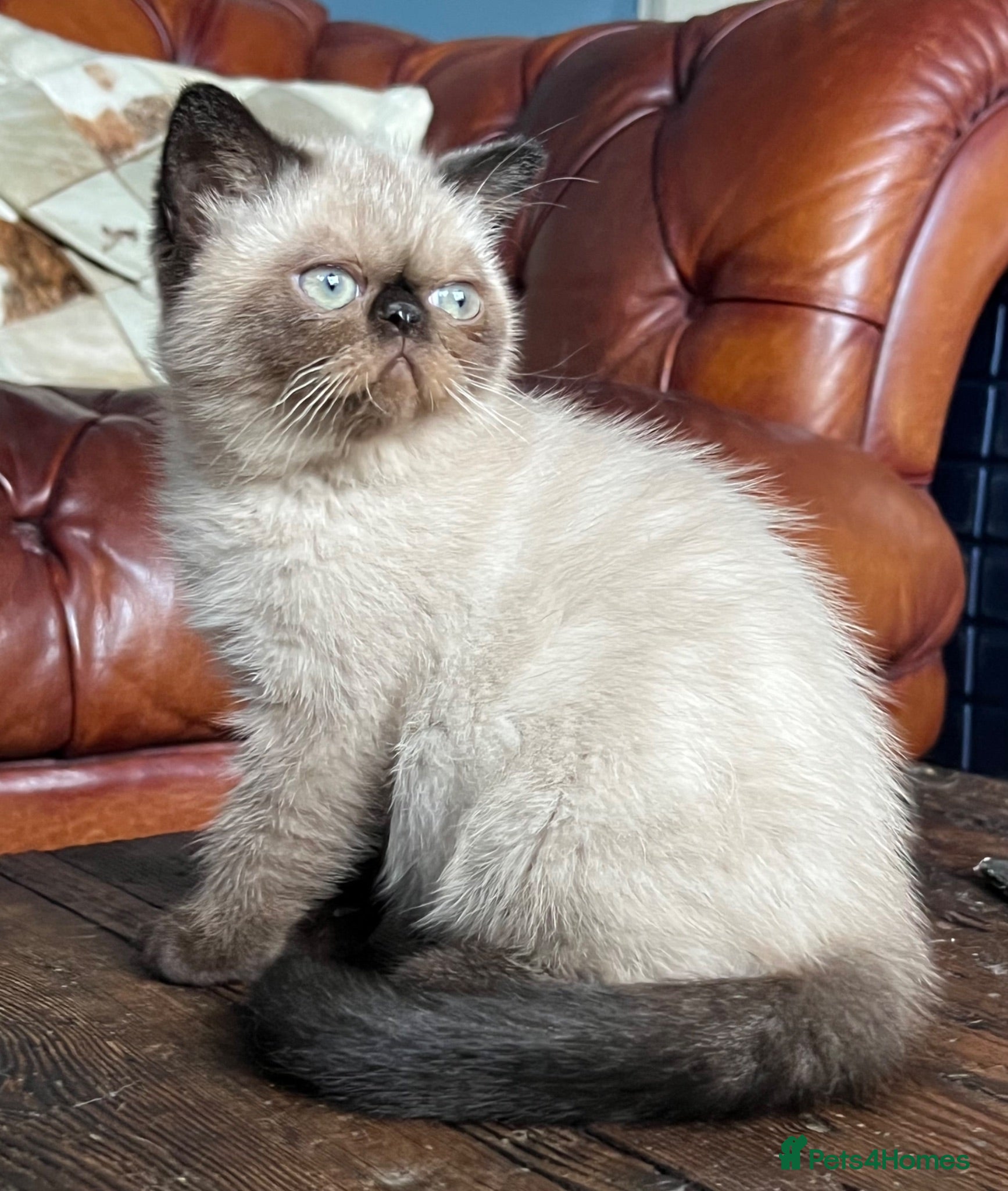 Exotic cats Last remaining Seal Point Female - Advert 6