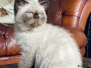 Exotic cats Last remaining Seal Point Female - Advert 1