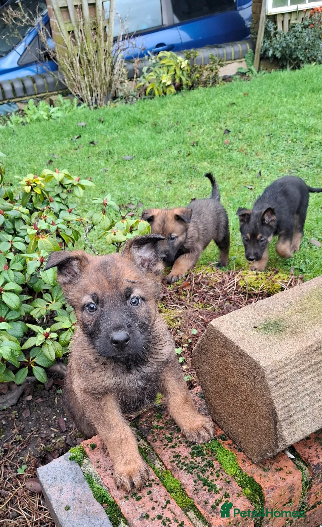 Mixed Breed dogs for sale: Beautiful Belguim Malinois puppies  - Advert 2