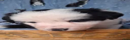 Border Collie dogs for sale: Border Collie Puppies blue eyes Tri Colour merle - Advert 15