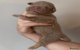 Olde English Bulldogge dogs for sale: Olde English bulldogge  - Image 3