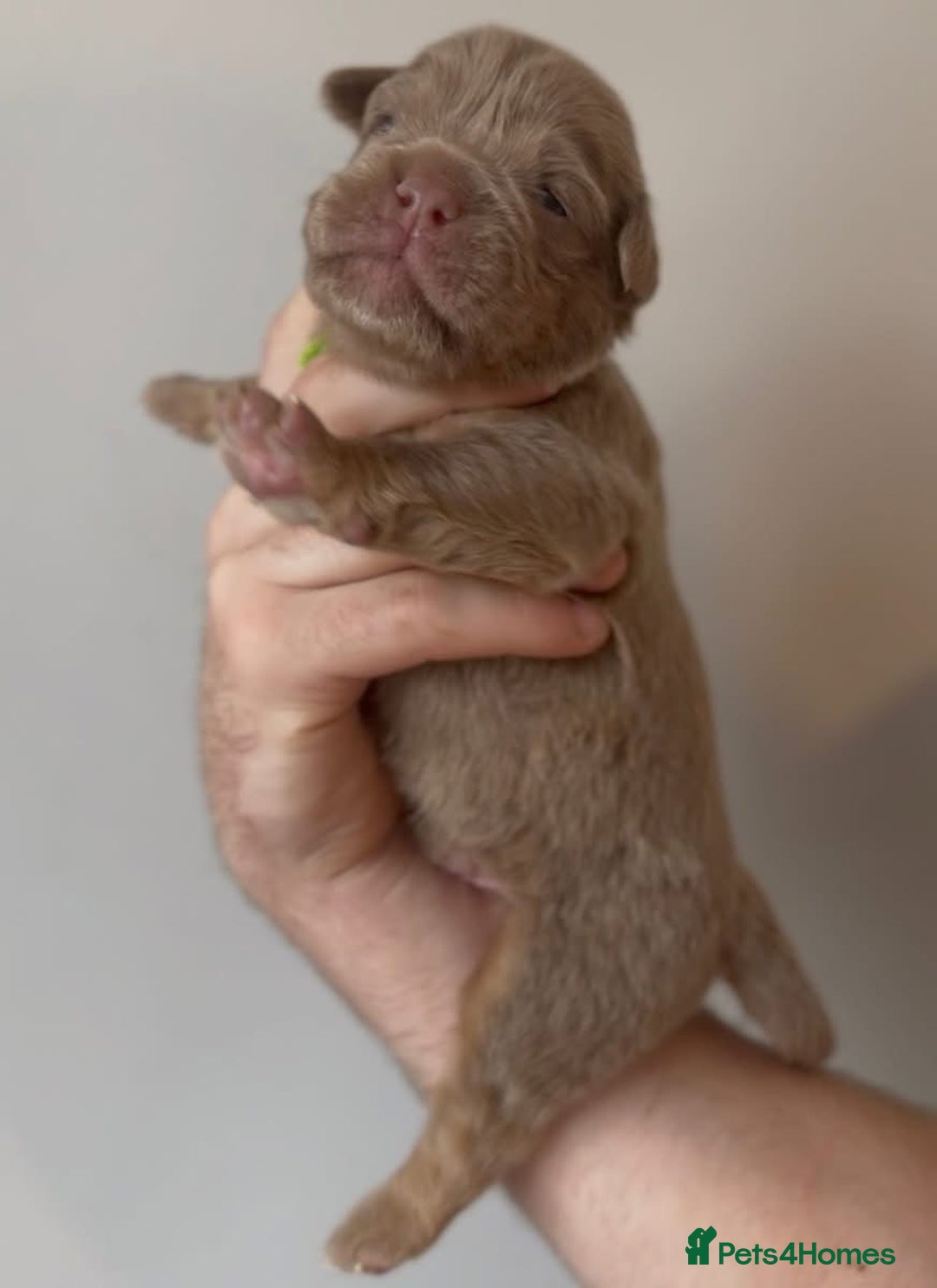 Olde English Bulldogge dogs for sale: Olde English bulldogge  - Image 3