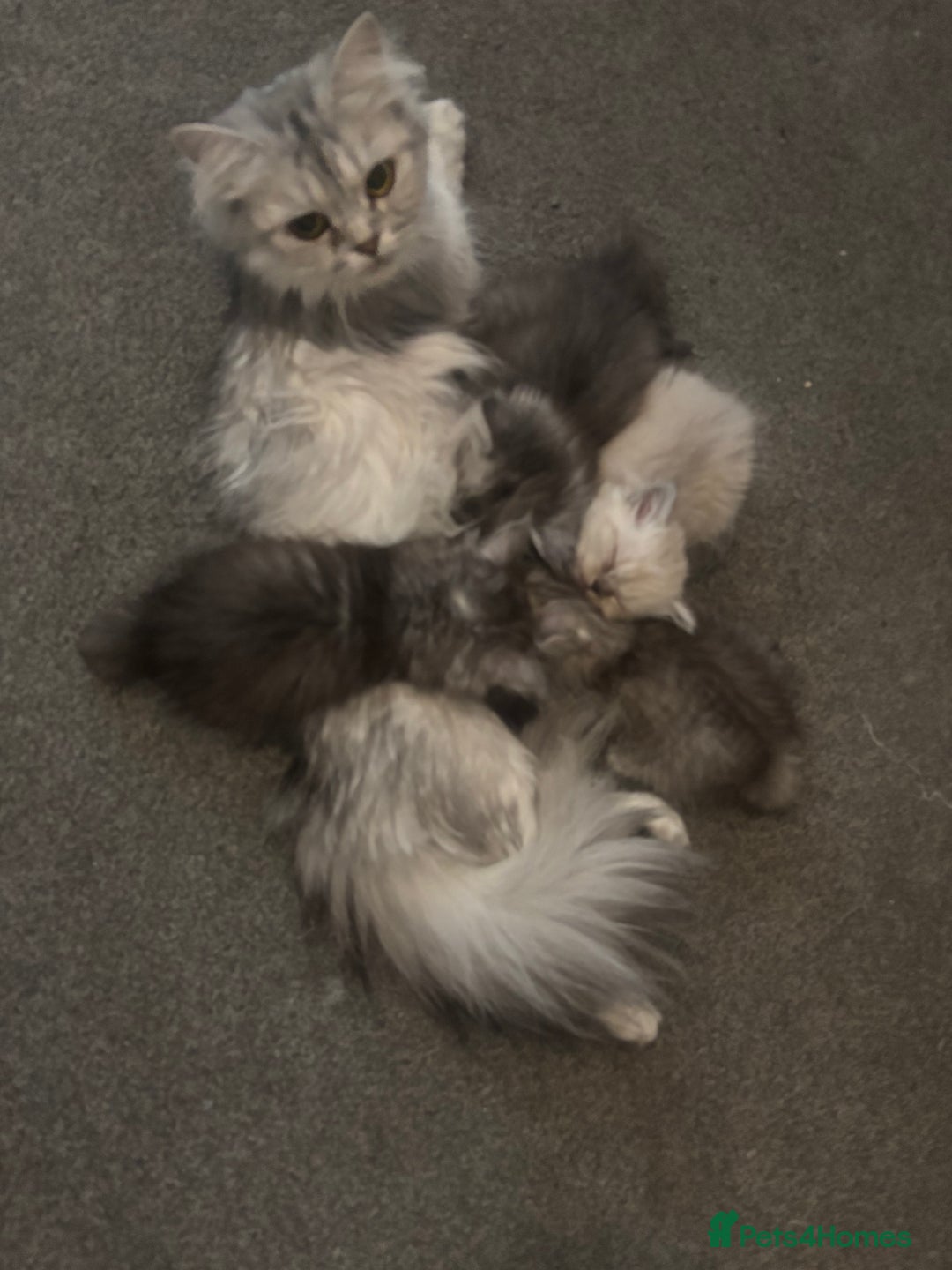 Perdoll cats for sale: Beautiful perdoll babies - Image 20