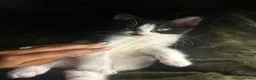 Mixed Breed cats for sale: Kitten for £60 - Advert 2