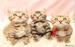 Bengal cats for sale: 🔥Stunning Bengal Kittens Available🔥 - Image 22