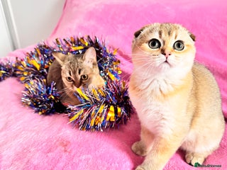 Scottish Fold cats High quality TICA pedigree kittens - Advert 4