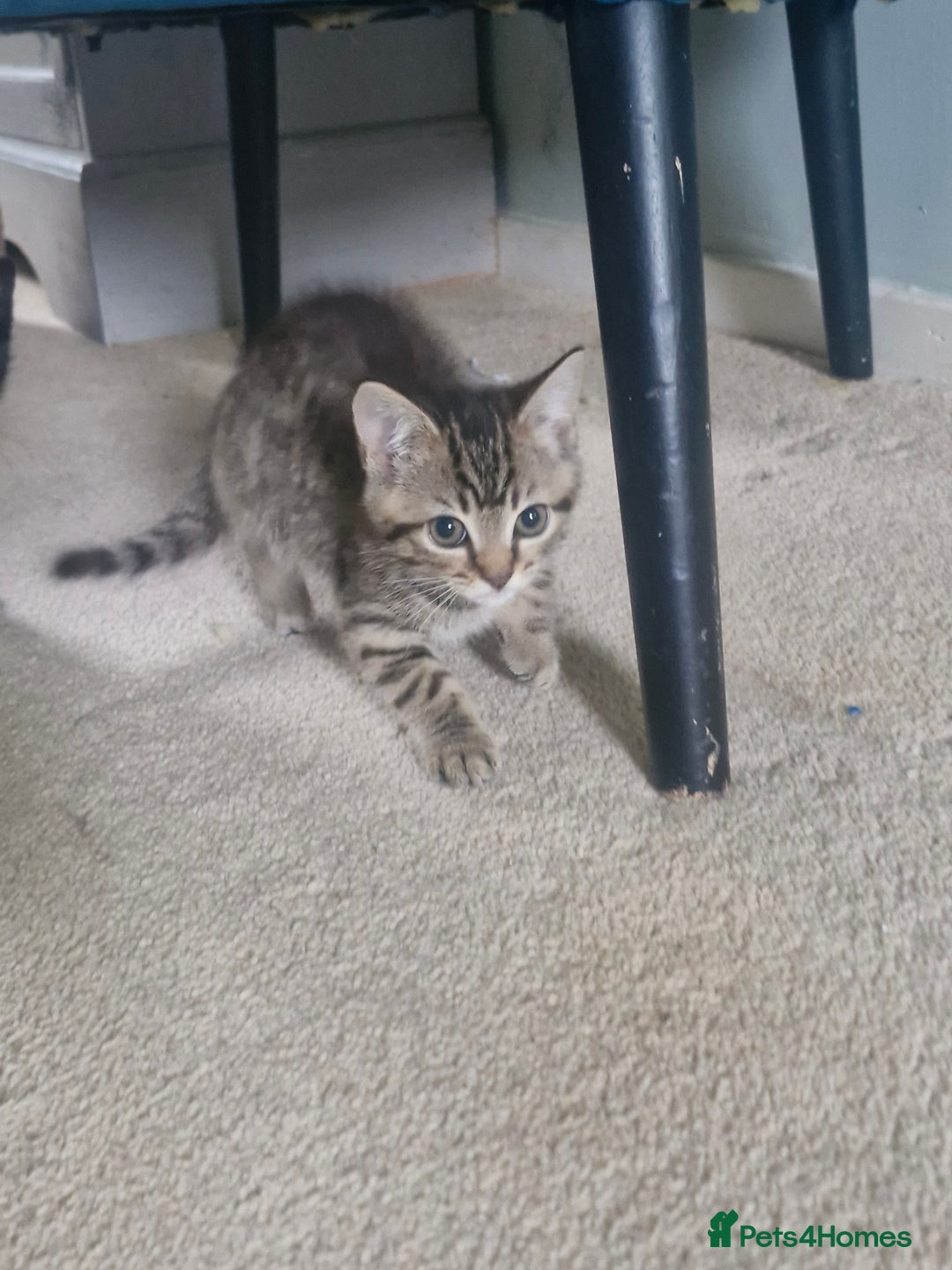 Mixed Breed cats for sale: 🐾Adorable kittens for sale  - Advert 1