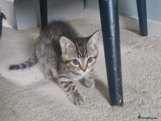 Mixed Breed cats 🐾Adorable kittens for sale - Advert 2