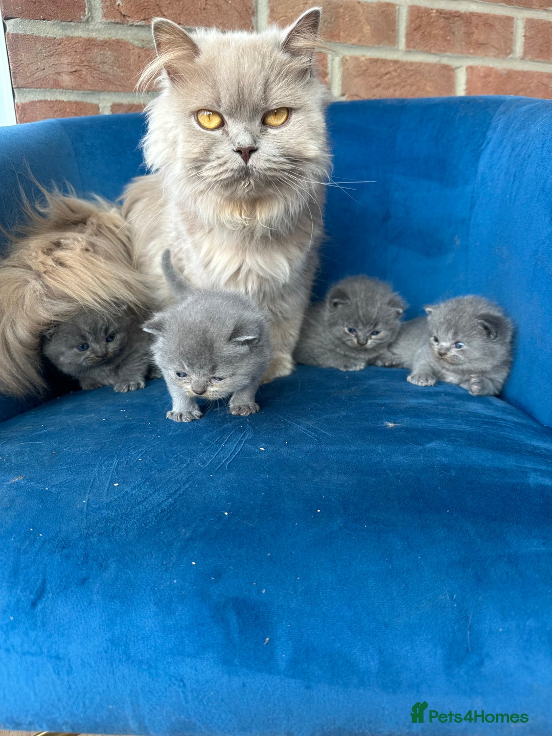 British Longhair cats for sale: Beautiful British longhair kittens  - Image 1