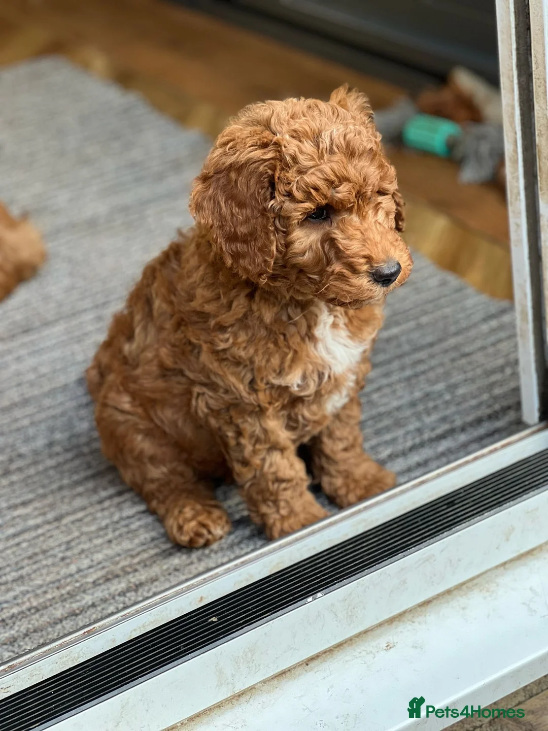 Goldendoodle dogs for stud: Australian Double Doodle Stud PROVEN  in Bolton - Advert 16