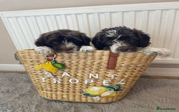Mixed Breed dogs for sale: Australian Goldendoodles stunning BOYS ONLY   - Image 2