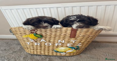 Mixed Breed dogs - Advert 1