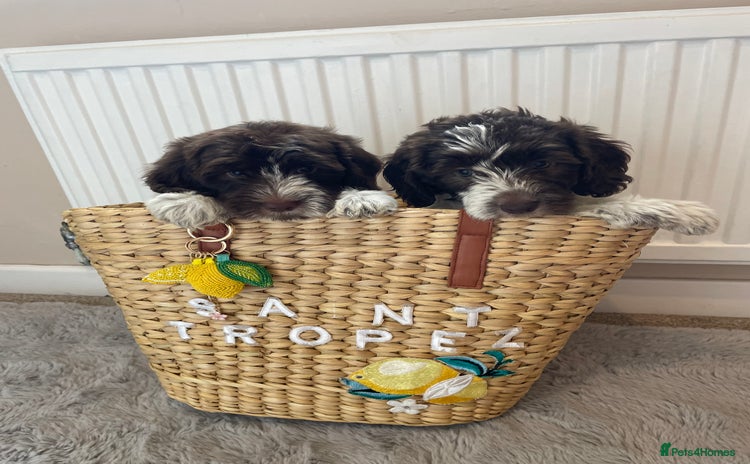 Mixed Breed dogs - Advert 1