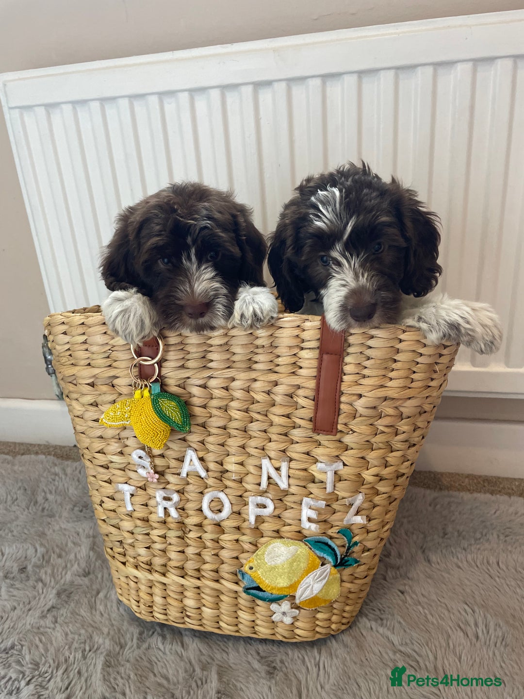 Mixed Breed dogs for sale: Australian Goldendoodles stunning BOYS ONLY   - Image 2