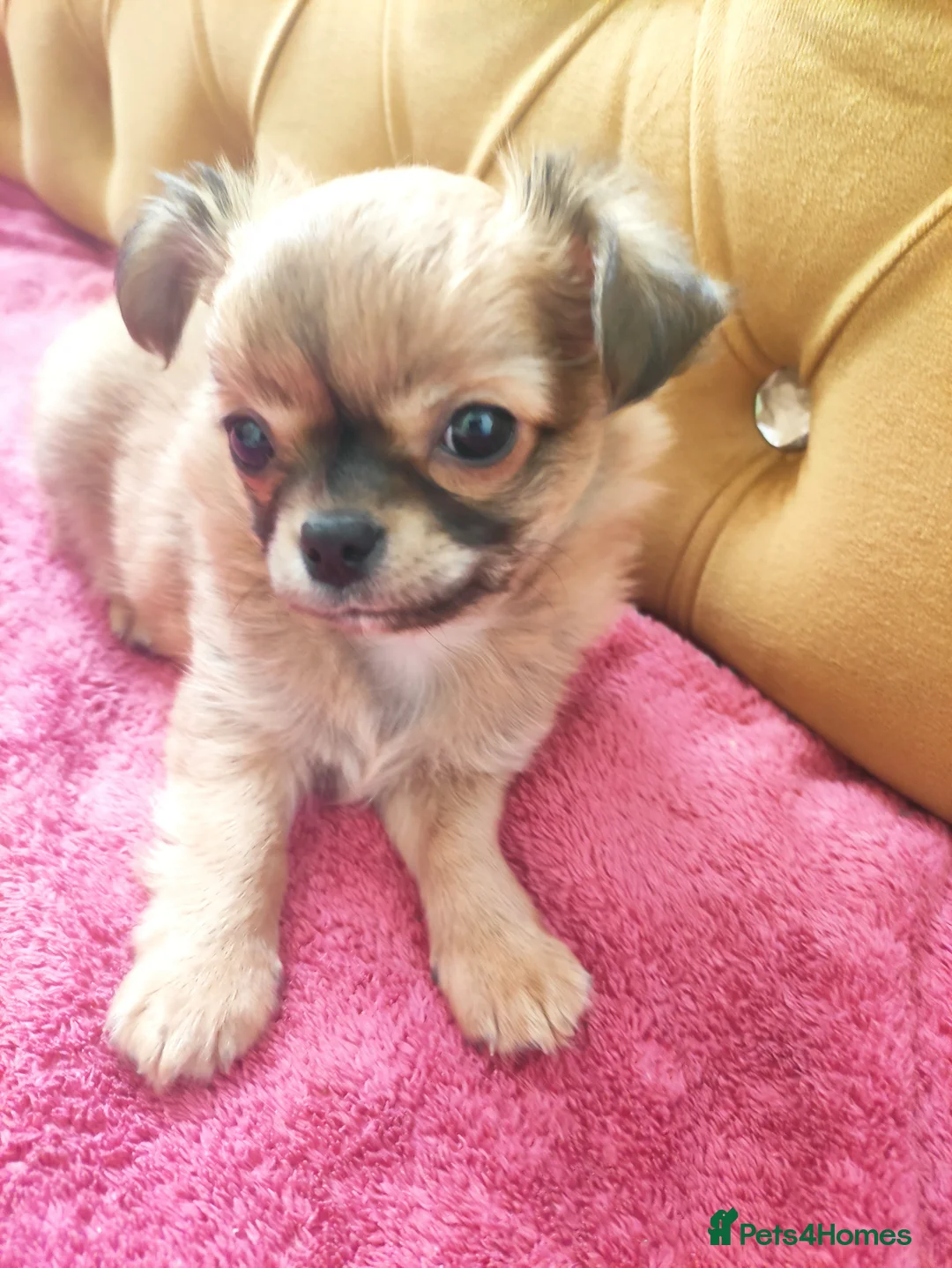 Chihuahua dogs for sale: Apple head chihuhua  - Advert 4