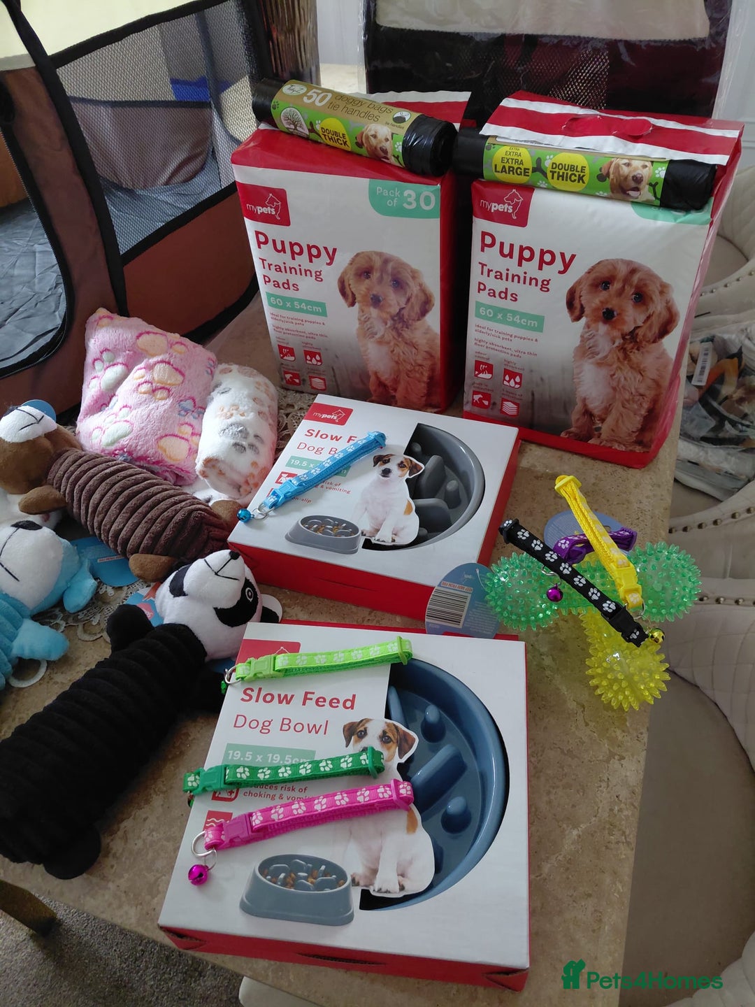 Jackapoo dogs for sale: Stunning Litter F1 JACKAPOO + Big Puppy Pack  - Image 20