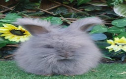 Angora rabbits for sale: 2 Beautiful Angoras Ready Now  - Image 2