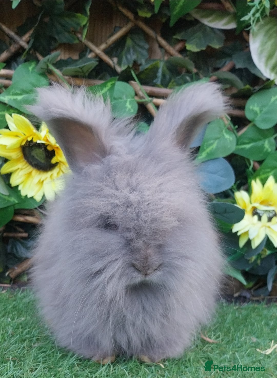 Angora rabbits for sale: 2 Beautiful Angoras Ready Now  - Image 2