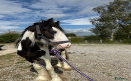 Irish Cob horses for sale: beautiful bingo 😍 - Image 4
